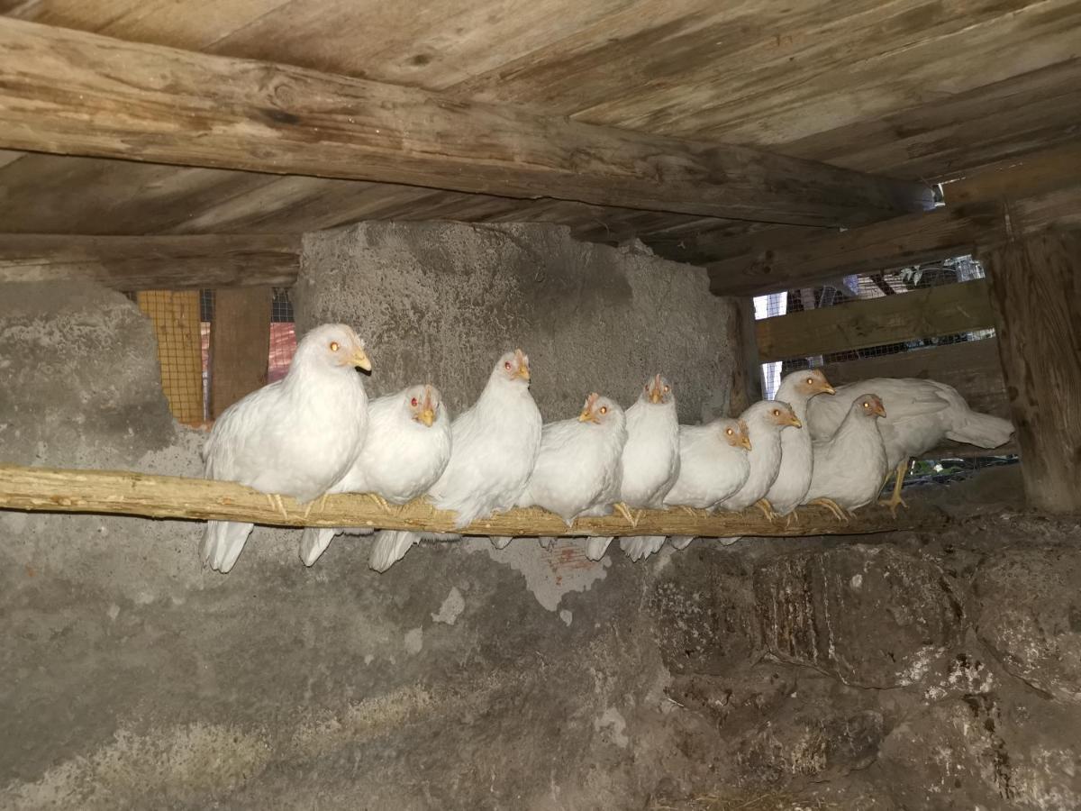 La Fattoria Dei Nonni * Paterno (Sicily)