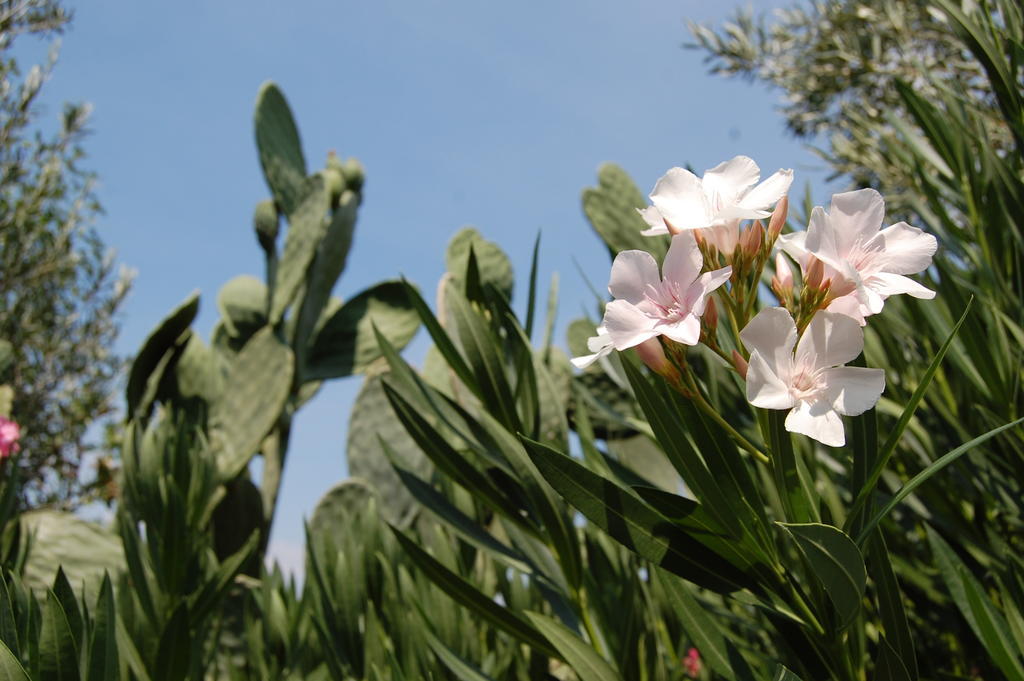 La Fattoria Dei Nonni Paterno (Sicily)
